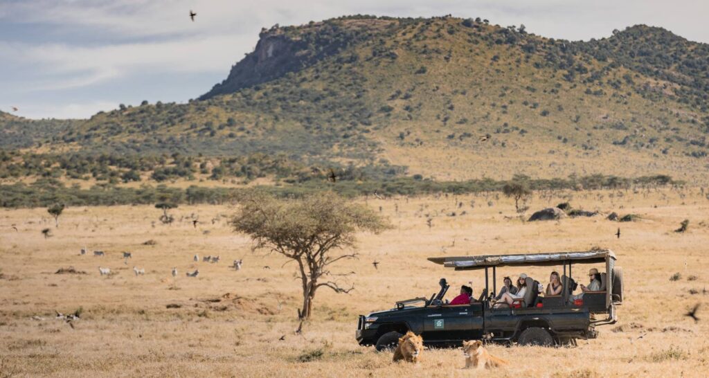 Enasoit Game Drive Lion 1