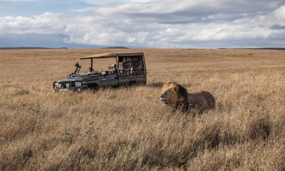 Male lion and Safari Landcruiser